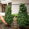 3ft. UV Resistant Boxwood Plant Set with Integrated Ground Stake